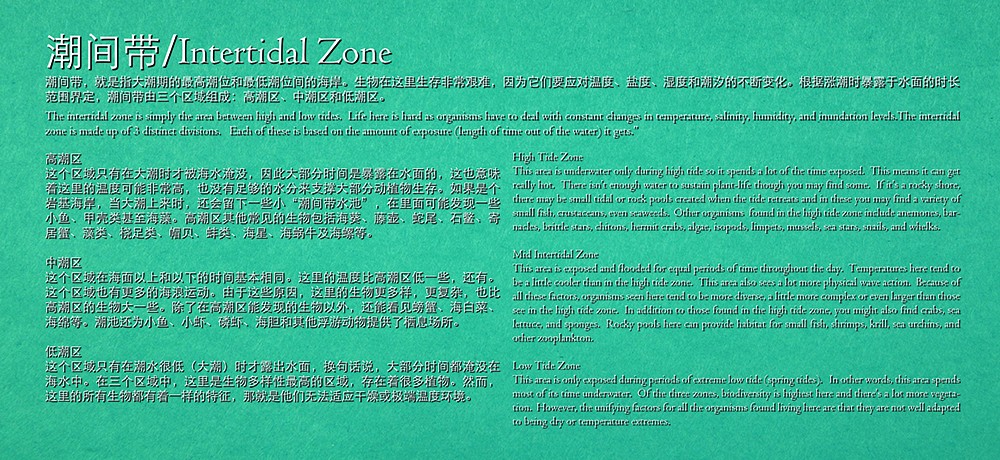 intertidal zone.jpg