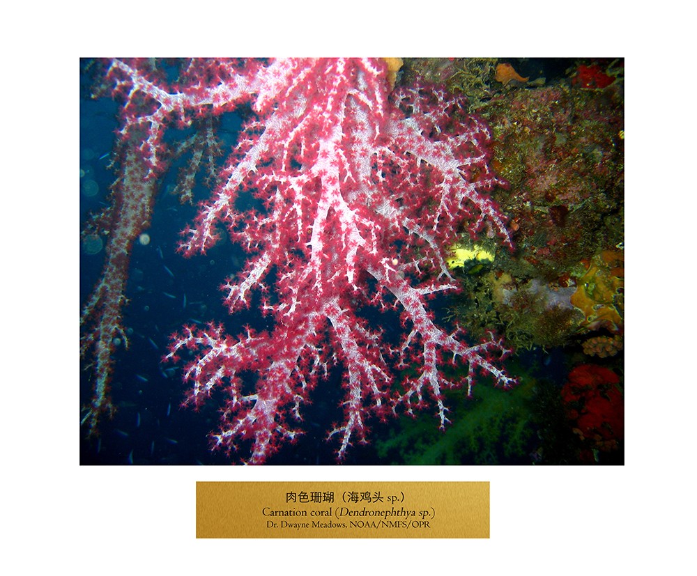 NOAA carnation coral.jpg